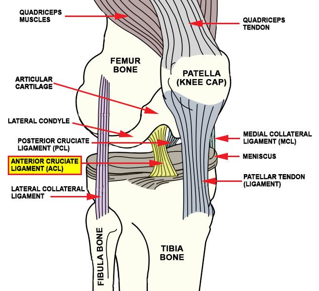 25+ bÃ¤sta Common knee injuries idÃ©erna pÃ¥ Pinterest