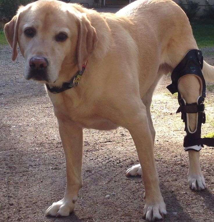 39 best Dog Knee Brace ACL images on Pinterest