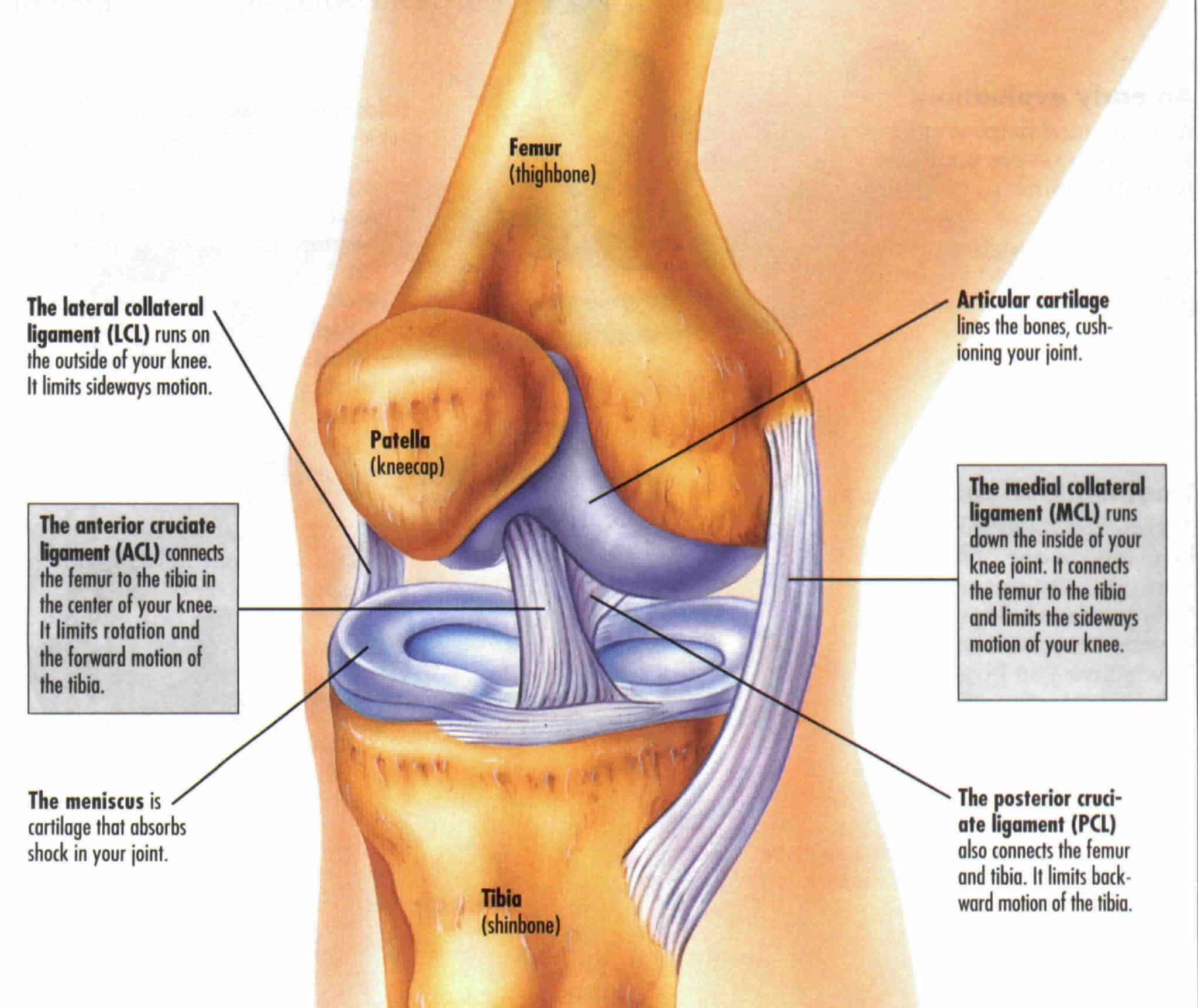 Acute and chronic Knee pain