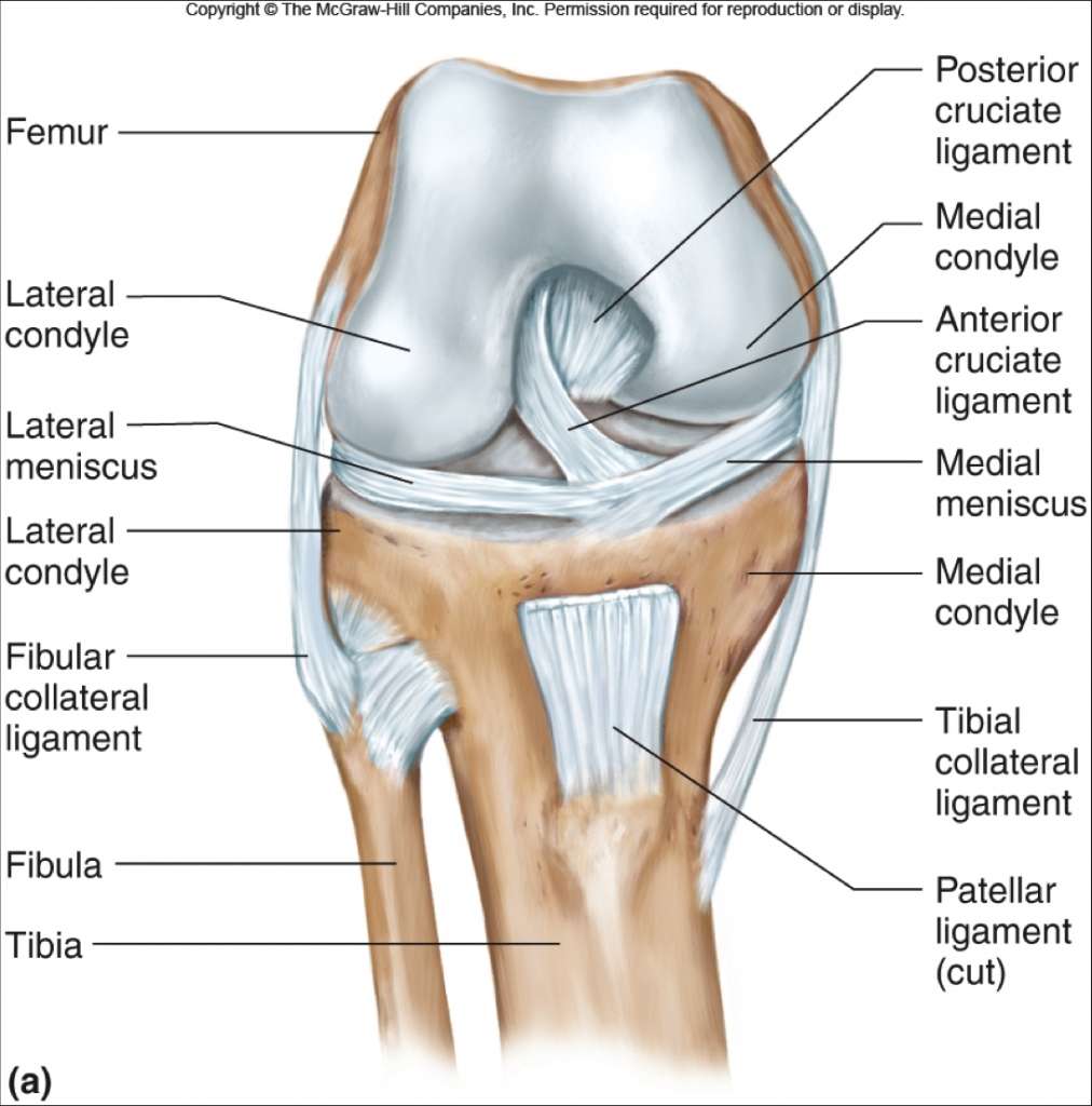 Anterior Cruciate Ligament (ACL) Injuries â Core EM