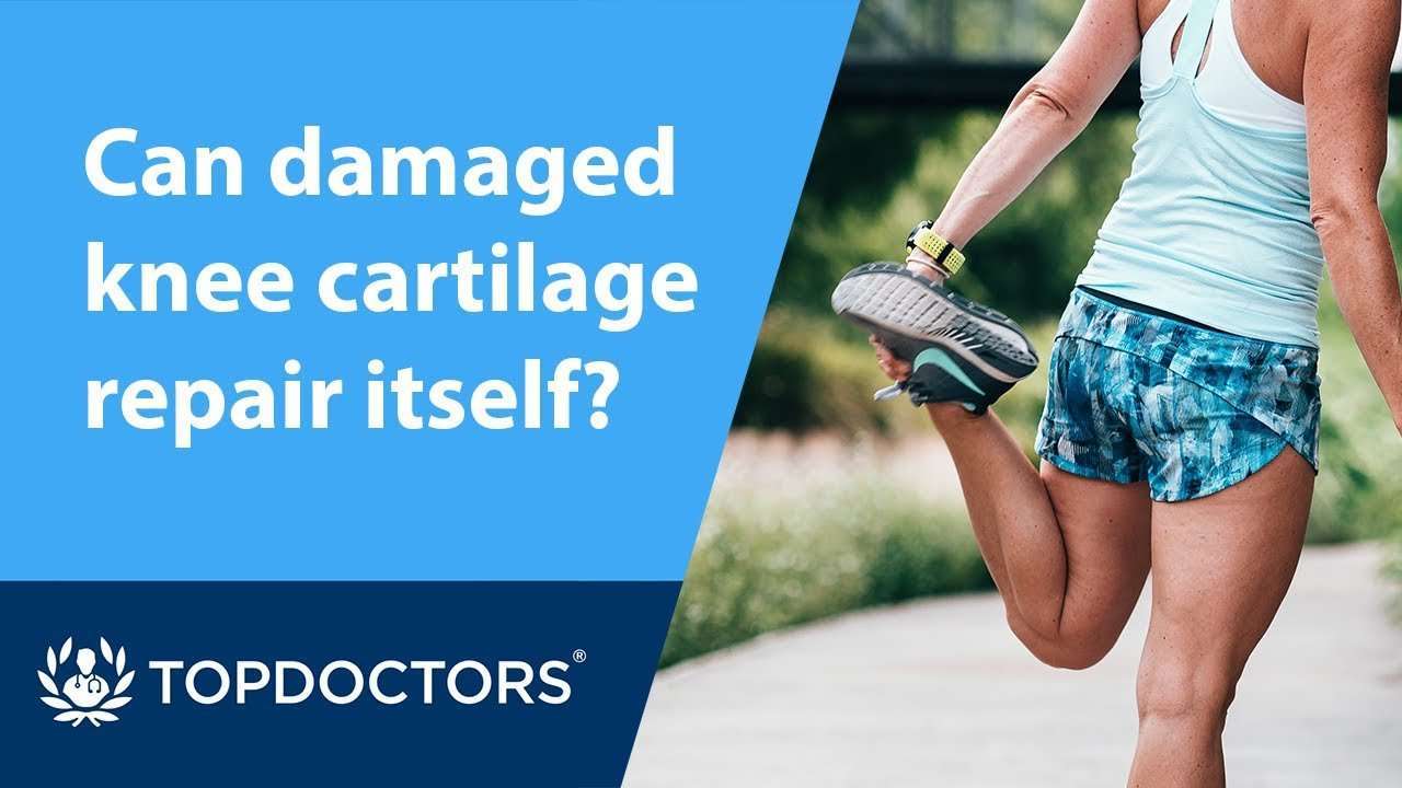 Can damaged knee cartilage repair itself?