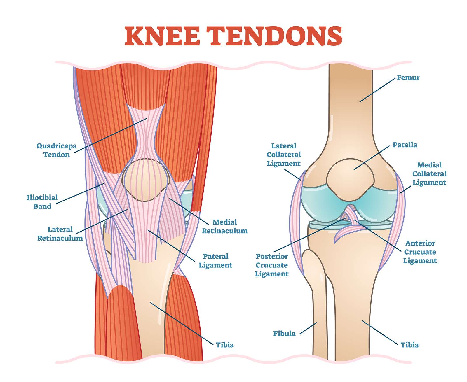Changes on Tendon Stiffness &  Clinical Outcomes in Athletes Are ...