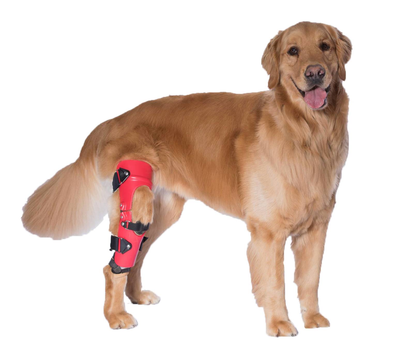 Custom Knee Braces For Dogs