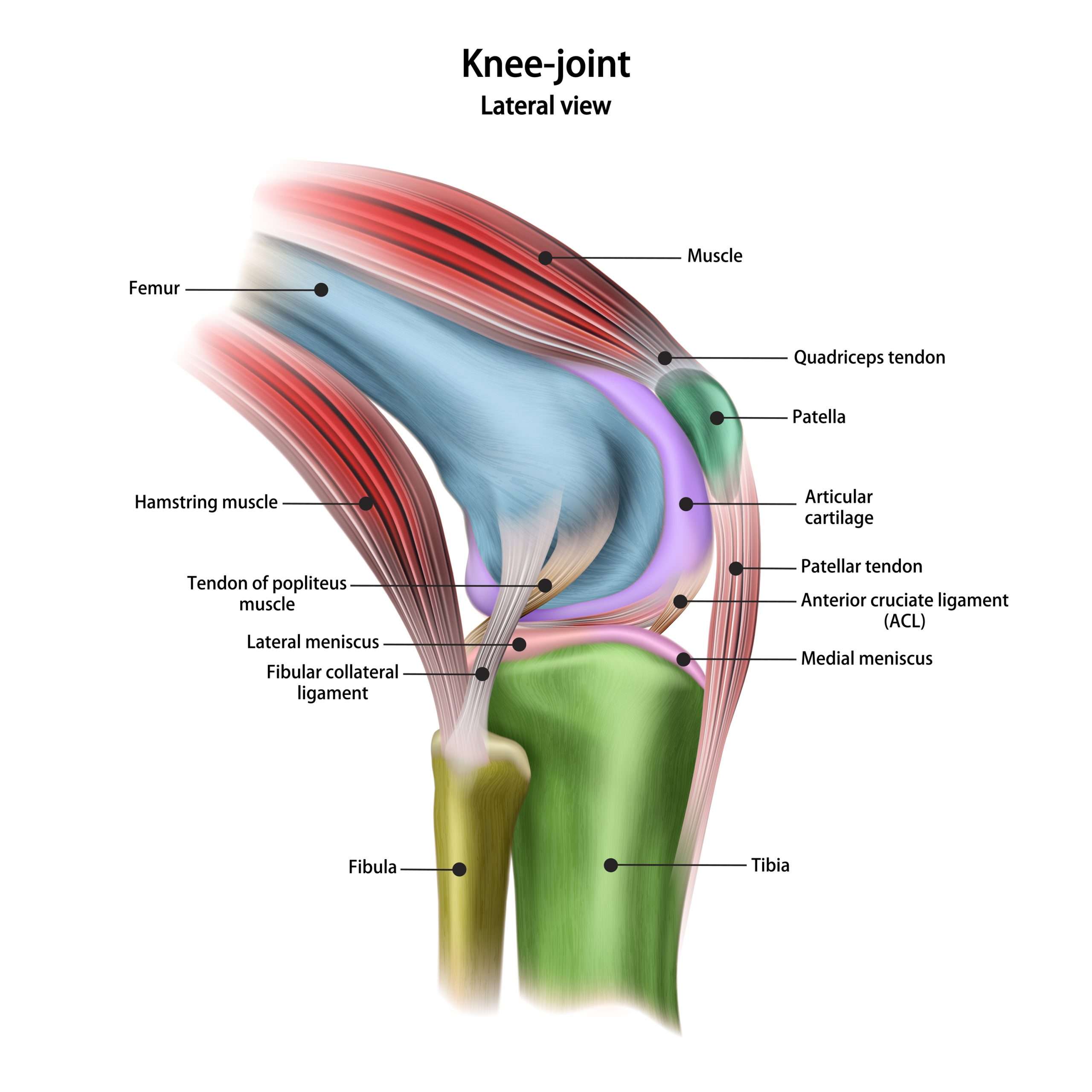 Does Physiotherapy Help Knee Pain?