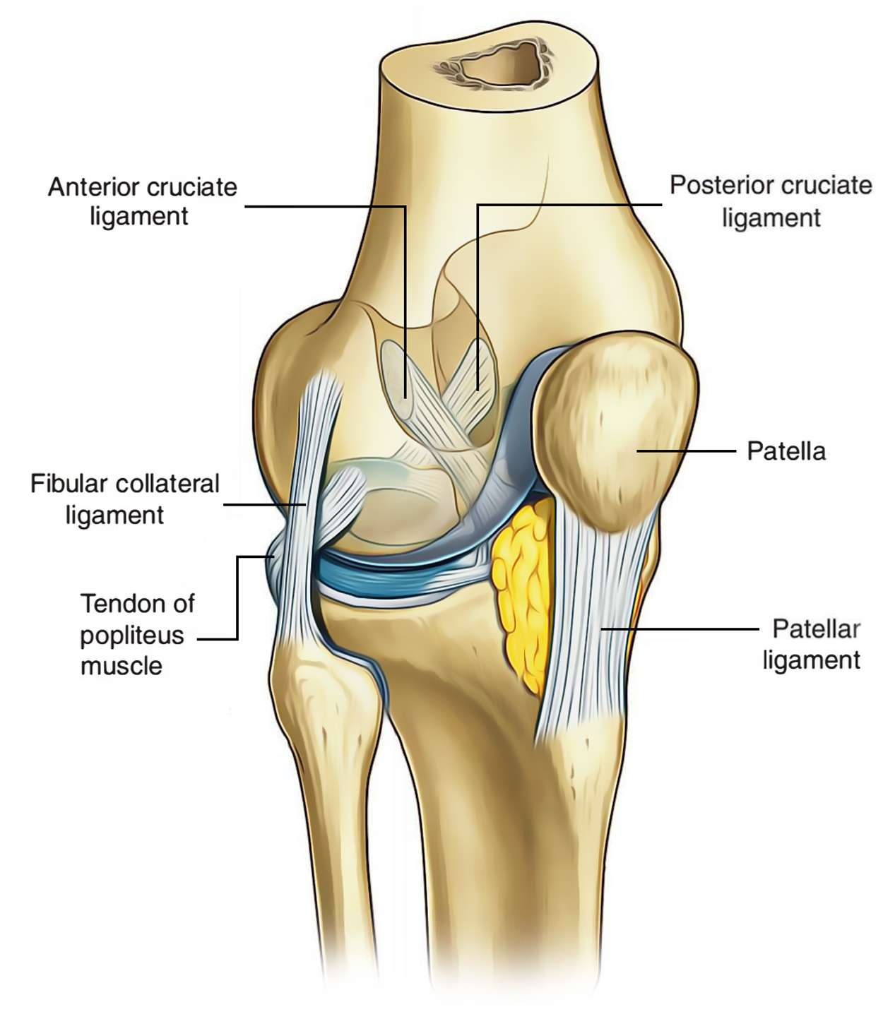 Easy Notes On ã?Ligaments of the Knee JointãLearn in Just 3 Minutes ...