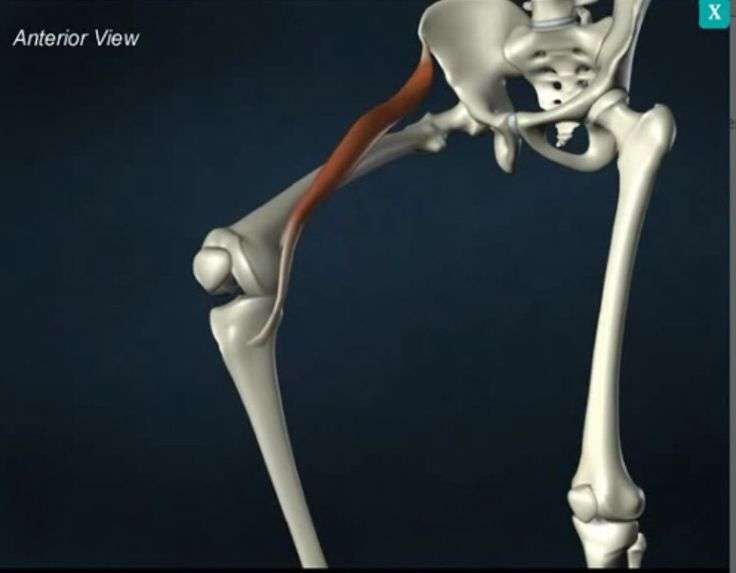 Flexion &  abduction &  lateral rotation of thigh at hip Flexion &  medial ...