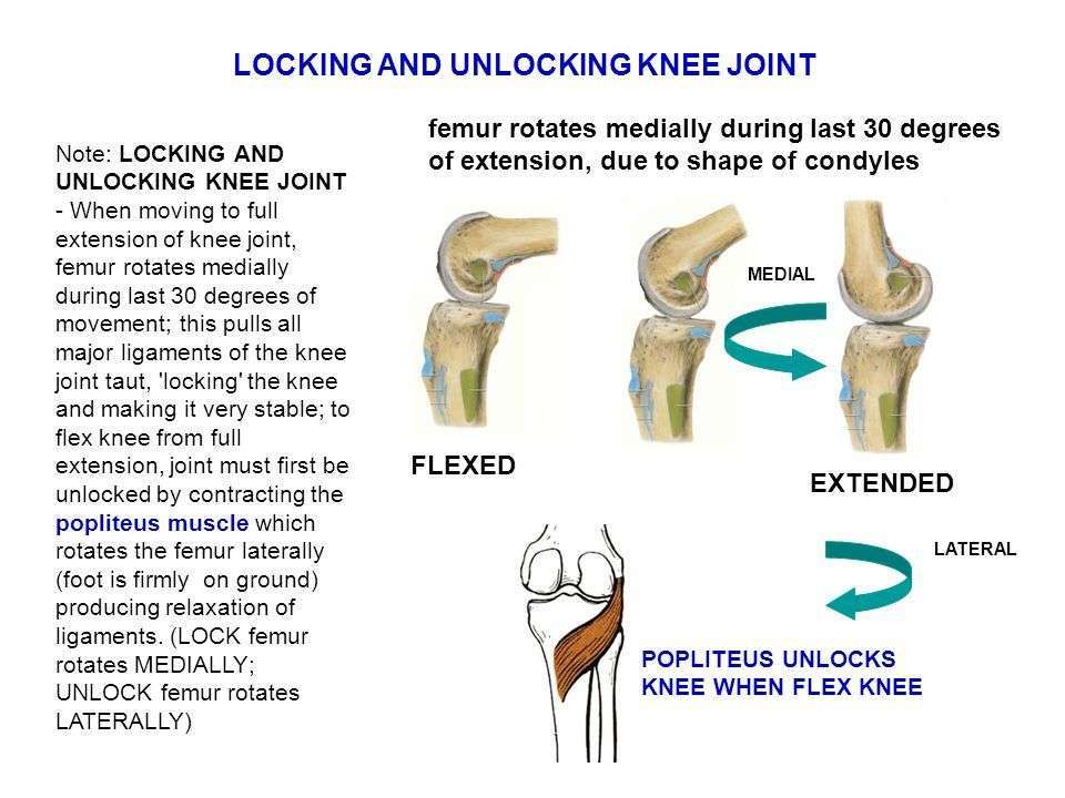 Image result for locking and unlocking of knee