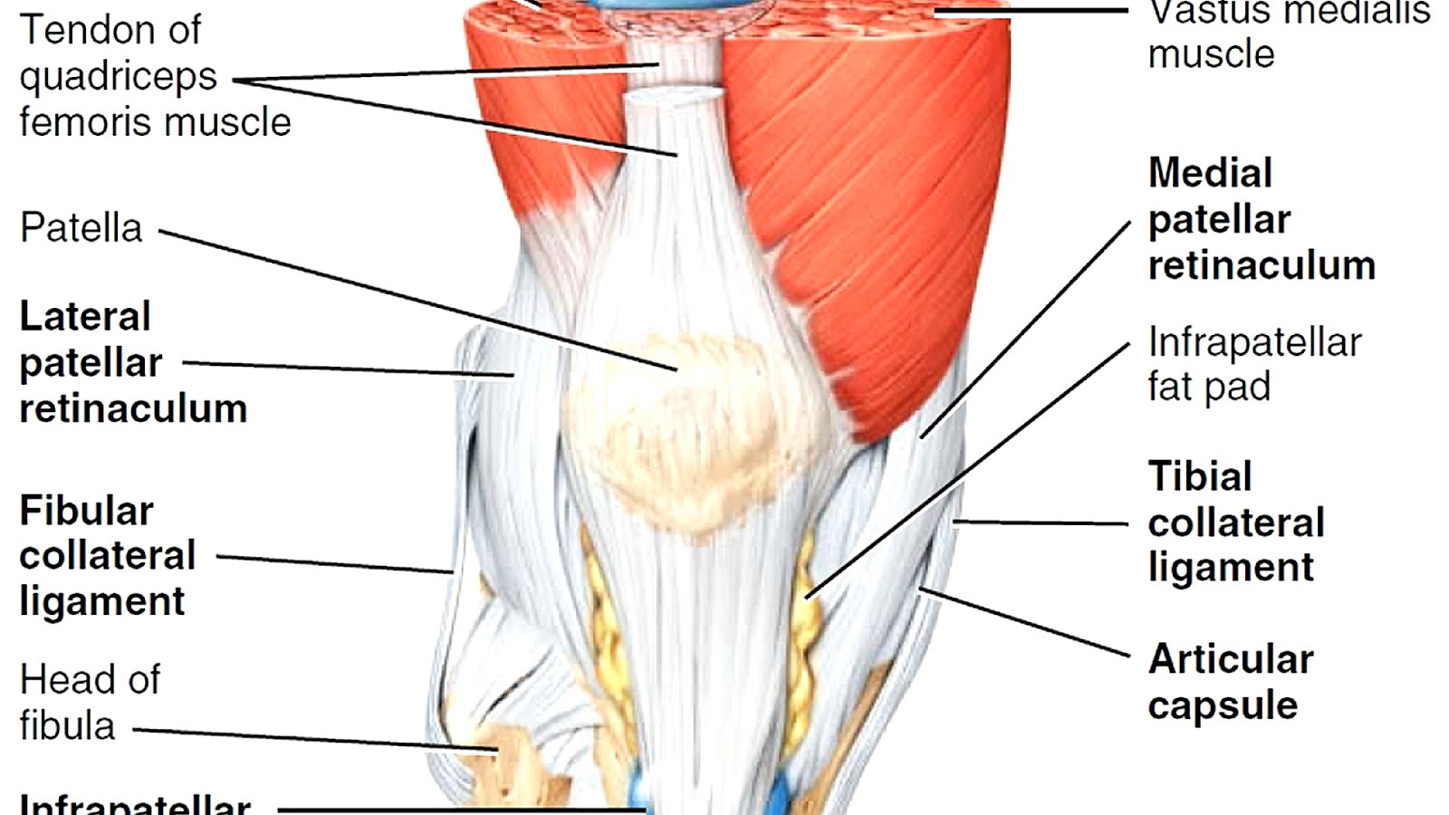 Inner Knee Pain Causes
