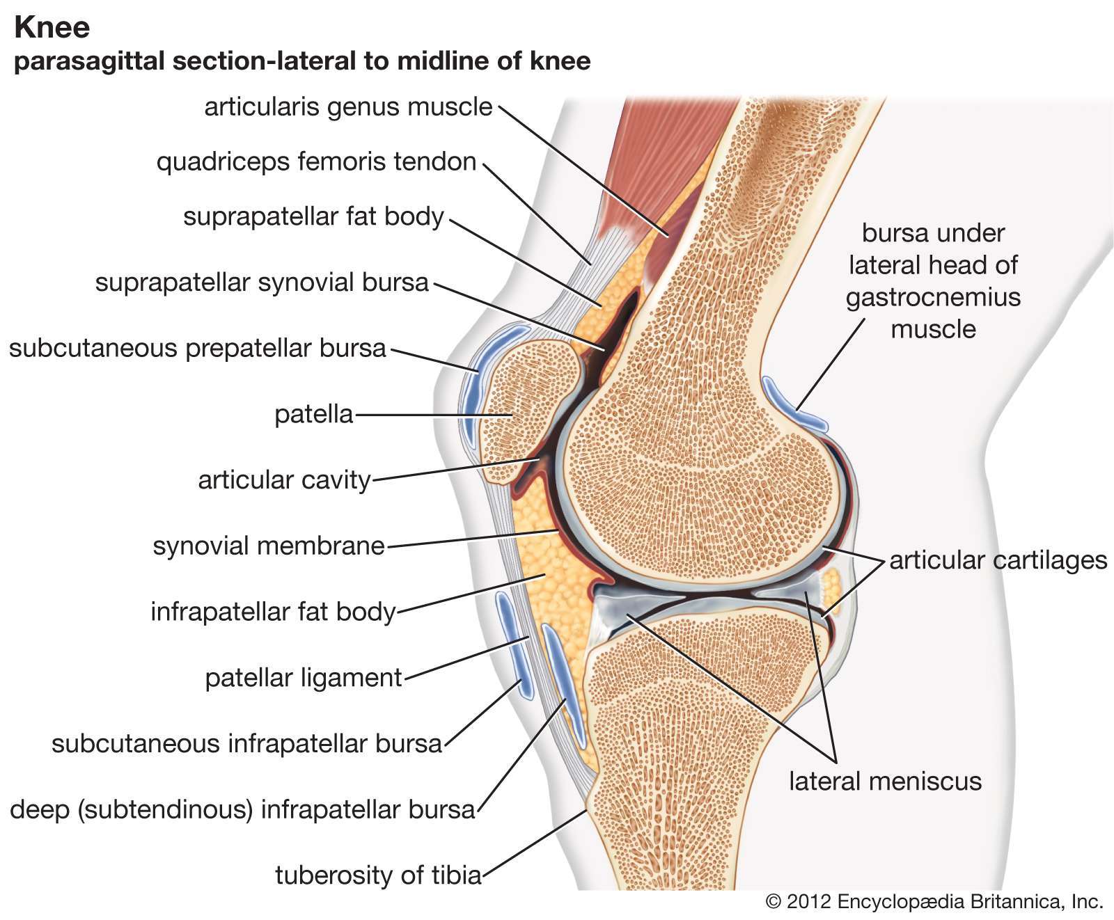 Как устроено колено. Связки коленного сустава топографическая анатомия. Хрящи коленного сустава анатомия. Коленный сустав атлас Синельникова. Сустав колена.