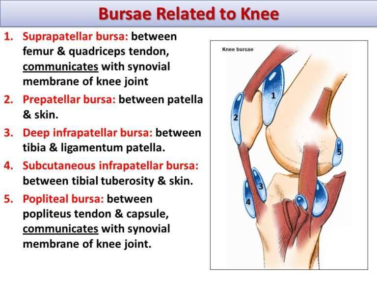 Knee Bursitis Recovery Time (My Experience) â Injury ...