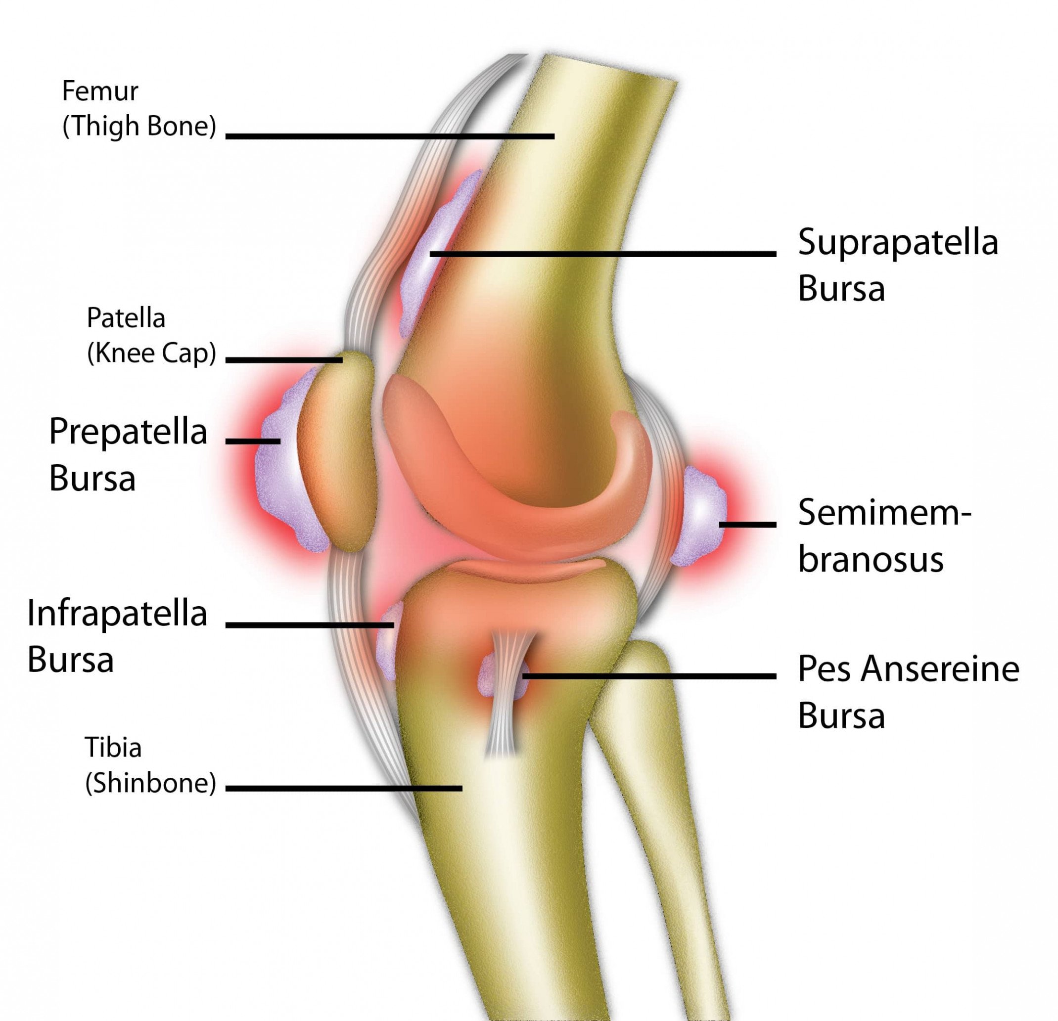Knee Pain : Cause, Symptom,Diagnosis,Treatment, Exercise