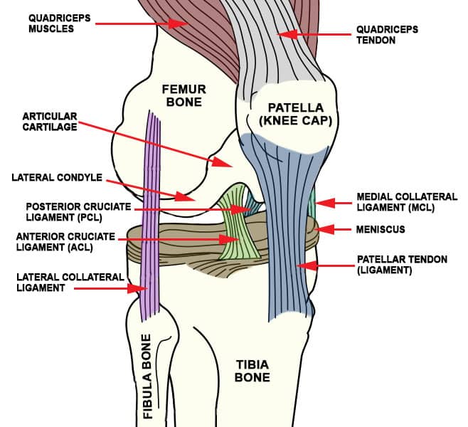 knee_ligaments