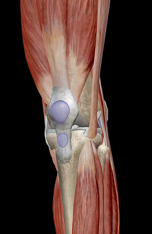Learn Muscle Anatomy: Knee Joint Group