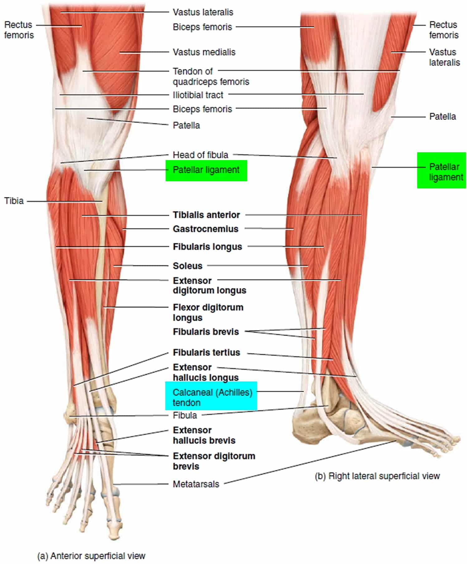 Leg Tendon Behind Knee / Pin on Anatomy