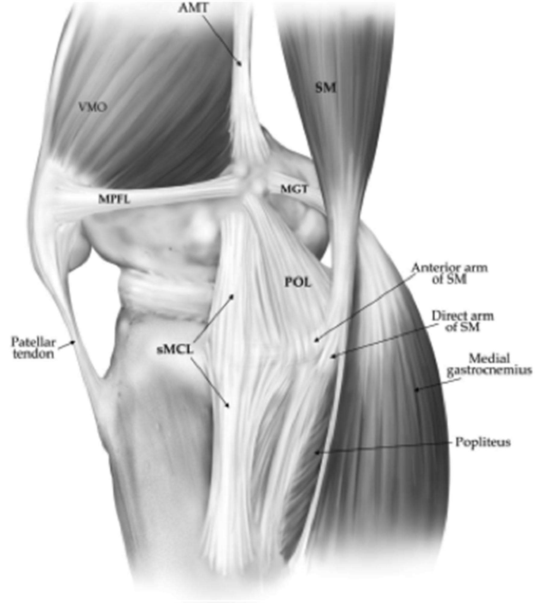 Ligaments of the Knee