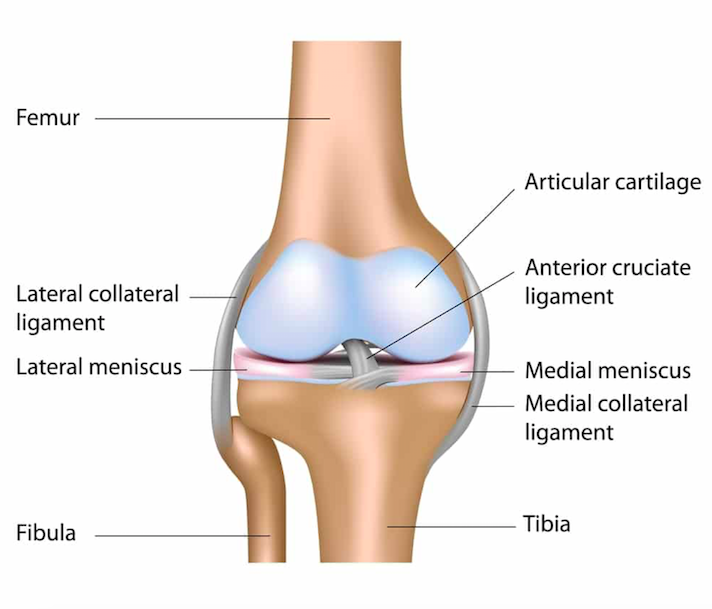 Medial Collateral Ligament (MCL) Injuries  Core EM