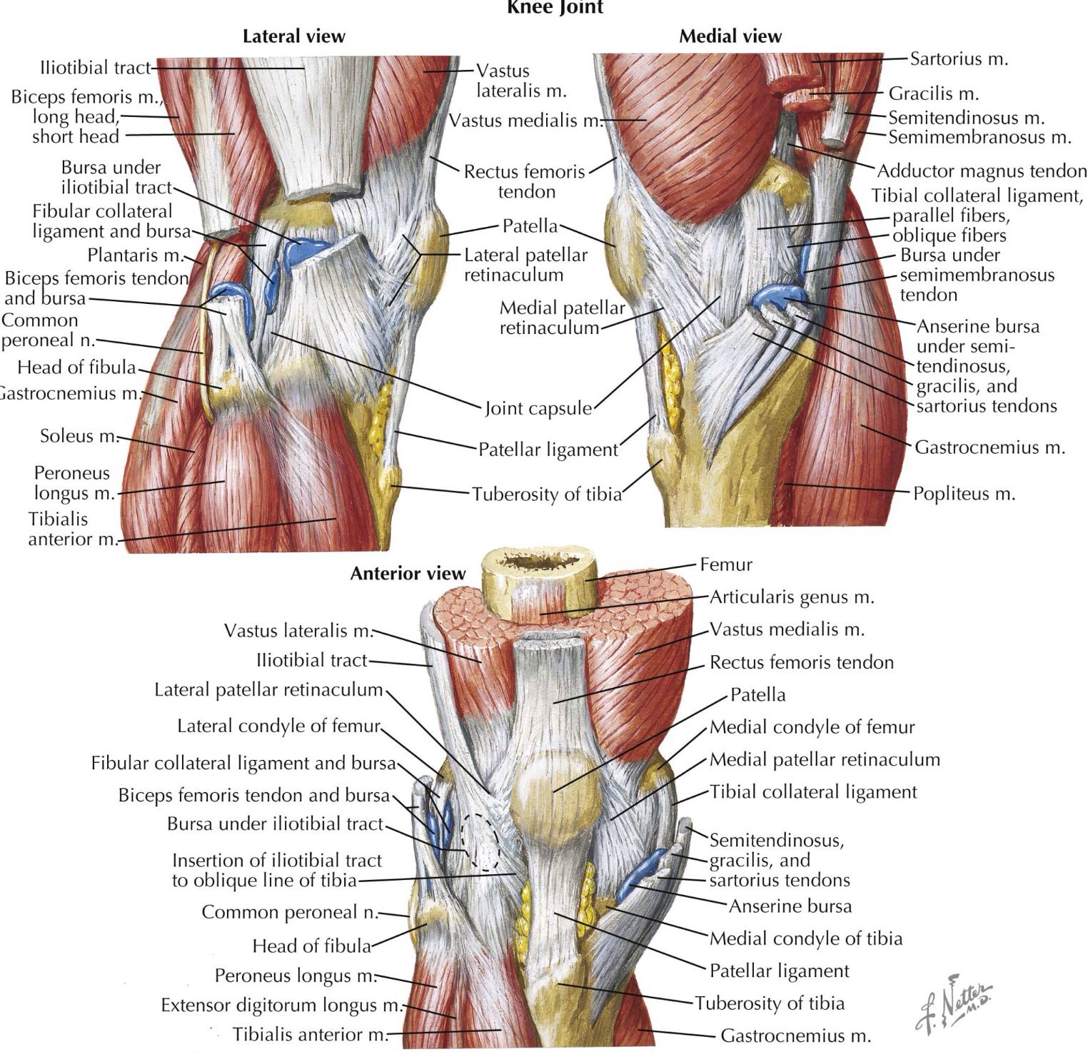 Multiple aspects of the knee