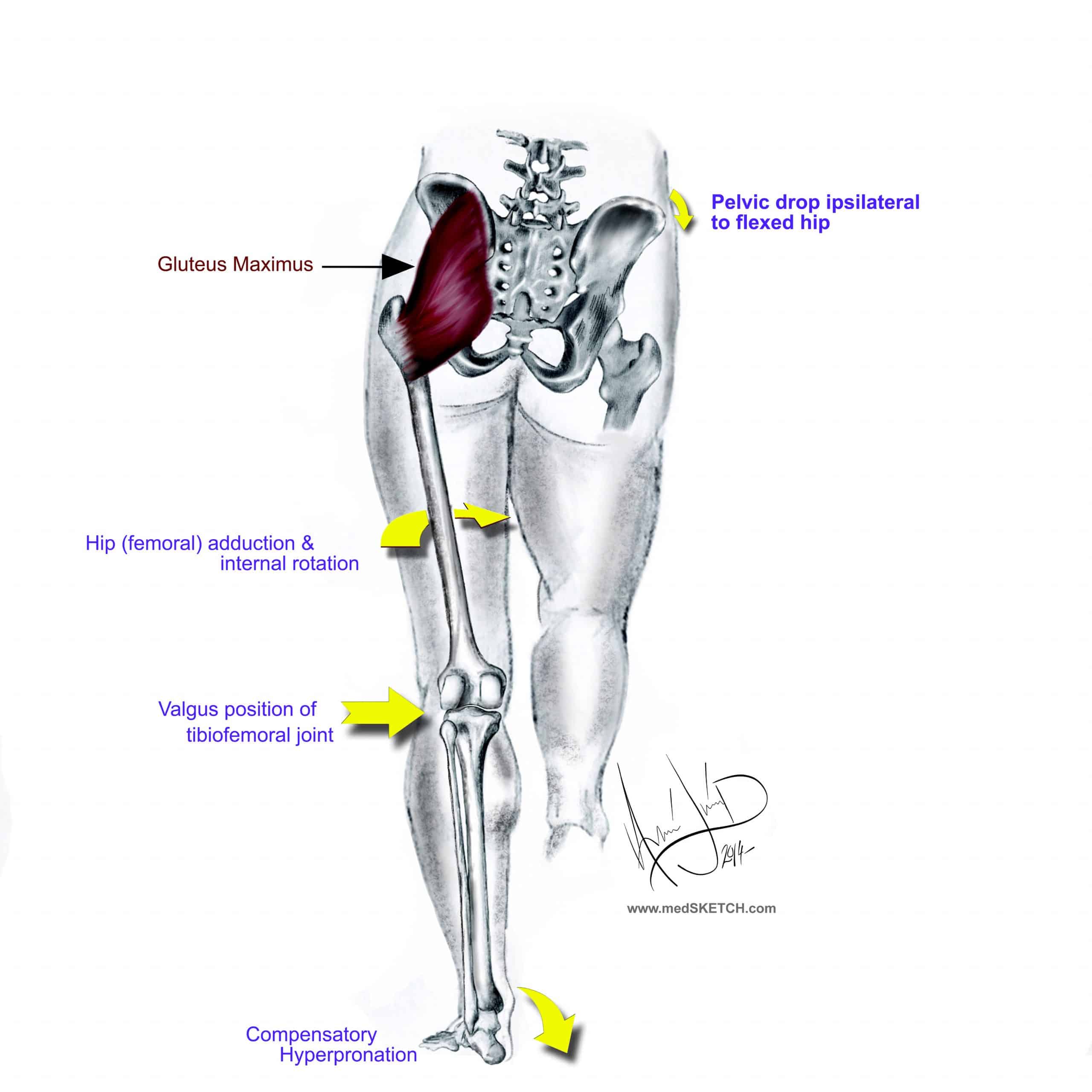 The Gluteal