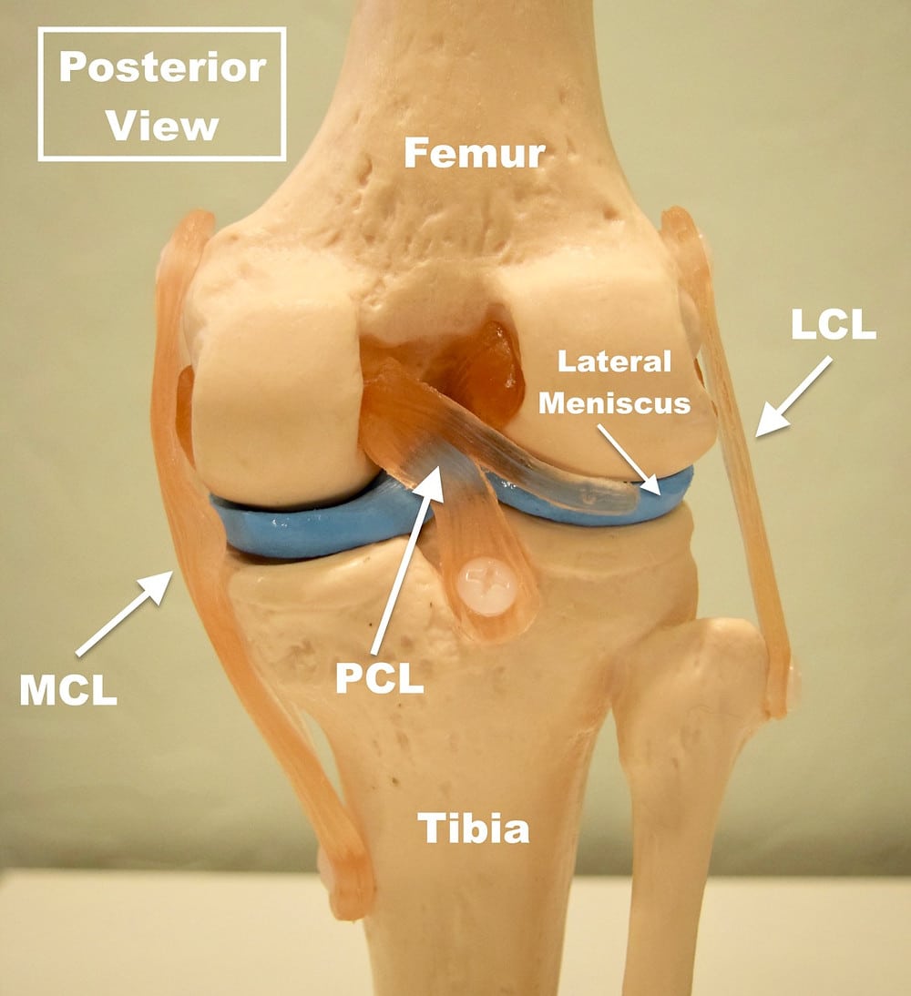 The PCL Injury (Posterior Cruciate Ligament)