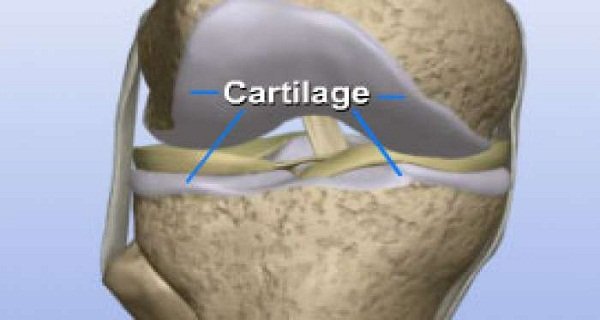 This Is How To Regenerate Your Knee Cartilage!