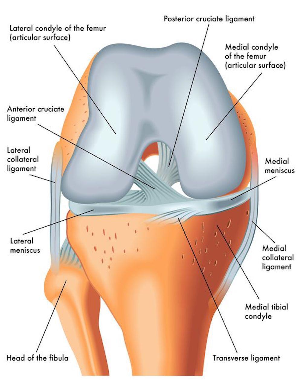 Torn Meniscus  Anatomy and Causes (Video): Town Center ...