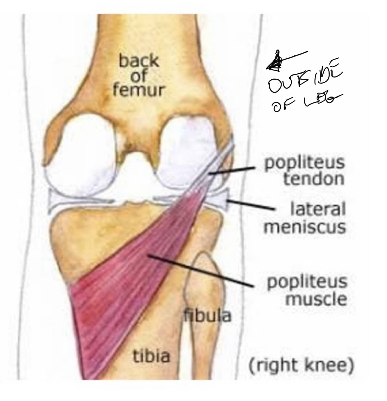 What causes your knee to lock up? Hint: Its not the meniscus ...
